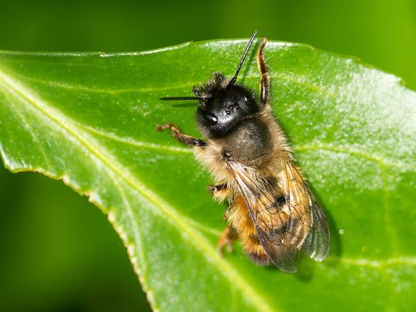 Rosse metselbij (Osmia bicornis)